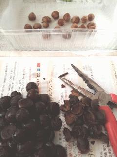 山茶花の種の外殻割り