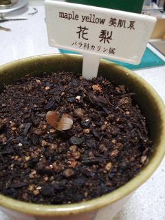 花梨(かりん)が発芽しました