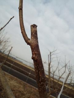 柿の接ぎ木に成功してました