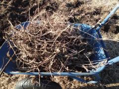 チガヤの地下茎を除去中です
