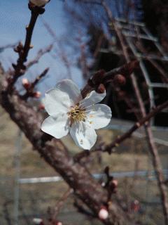 麦黄準杏の花が咲きました