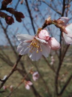 巴波桜が開花しました