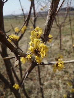 サンシュウが開花しました