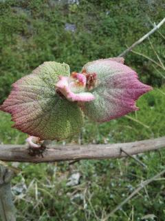 紫紺のしずくが芽吹いてます