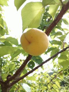 アンズも食べられそうです