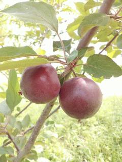 クラブアップルのジェネバです