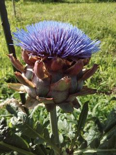 やっとアーティチョークが開花しました