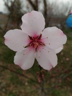 アーモンドの花が咲いています