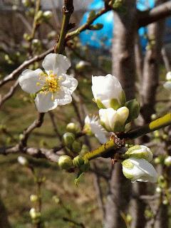 ブルーンの花が咲きました