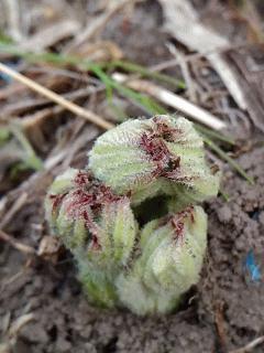 ウドが芽吹いてます