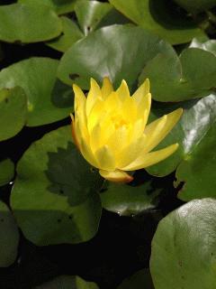 温帯睡蓮メキシカーナの花が咲きました