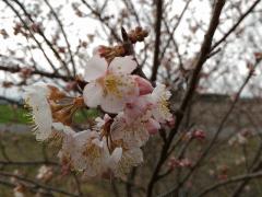 暖地桜桃が1分咲きです