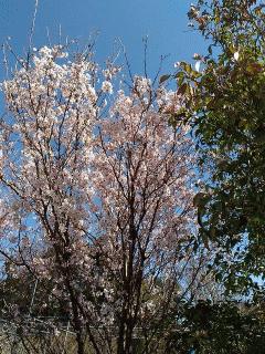 巴波桜が満開です