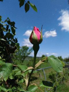 農園を彩る５月の花