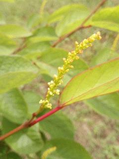 シラキの花が咲きました