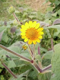 ヤーコンの花が咲いています