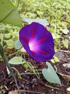 朝顔ブラックナイトが開花しました