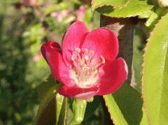 シドミが開花しました