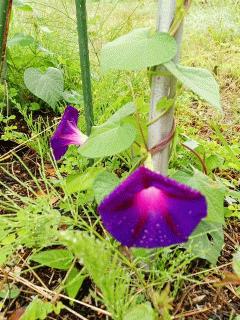 早咲きの朝顔、ブラックナイトが開花しました