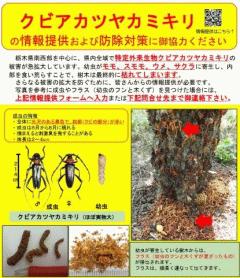 クビアカカミキリ捕殺