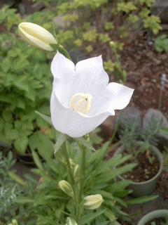 カンパニュラ・パーシシフォリアのベル型の白い花が咲きました
