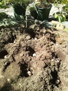 サフラン球根を植え付けました