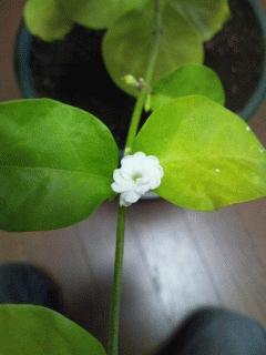 アラビアン・ジャスミンの白い花