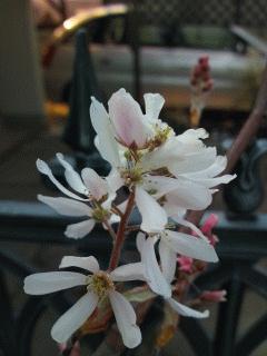 ジューンベリー（西洋ザイフリボク）が咲きました
