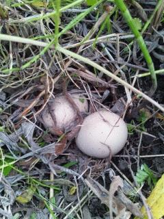 雉(キジ)の卵を発見しました