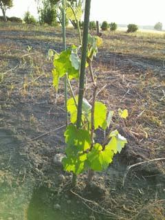 やっと葡萄苗を植え付けました