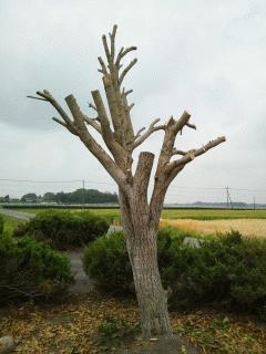 キンモクセイの大木を切りました