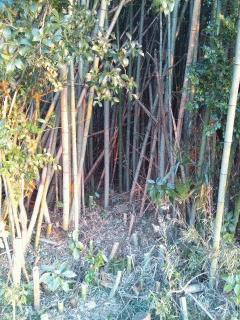 竹林の奥へと侵入中です
