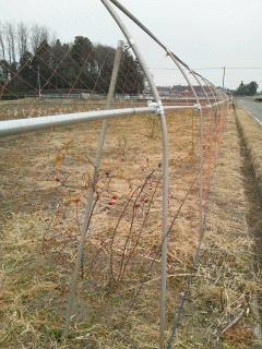 生垣に防鳥ネットを取り付けました