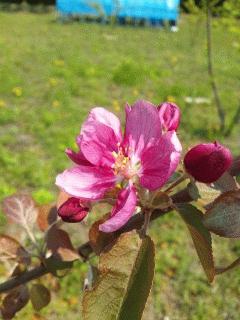 クラブアップル「ジェネバ」の花が咲きました