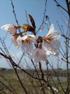 巴波桜が開花しました