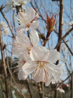 酸果桜桃(サワーチェリー)も咲いてます