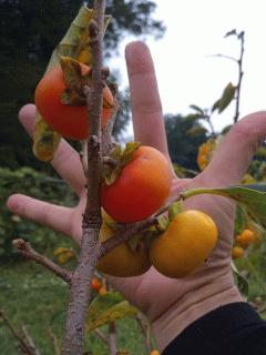 超ミニチュアサイズの渋柿