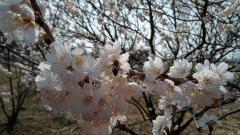 さくらんぼ・暖地桜桃が満開です