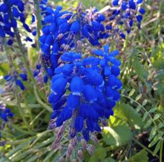 ムスカリの鮮やかなブルーの花が咲いています